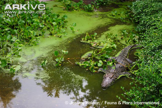 Illustration for article titled Sunday Crocodilian - Crocodylus siamensis Edition